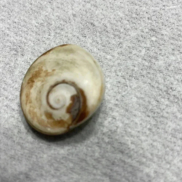 Vintage operculum cats eye shell earrings with brooch - Picture 5 of 5